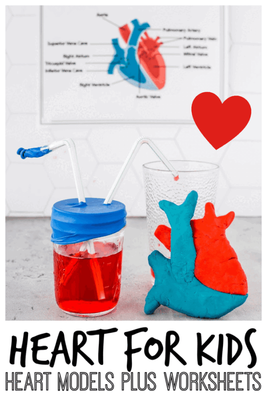 Learn about the human heart for kids with this fun lesson on the human body for kids! Kids will learn information, discover how to make a heart model out of playodugh and a working heart science project plus review what you've learned with our free printable heart labeling worksheets. These human body activities for kids are fun for elementary age kids in first grade, 2nd grade, 3rd grade, 4th grade, 5th grade, 6th grade, and 7th graders too. Simply download pdf file with label the heart worksheet and you are raedy to learn about the heart for kids!