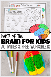 Learn about the Parts of the Brain for Kids with this fun brain activity for kids and handy brain worksheets! Children will learn about the functions of the brain for kids as part of our human body lesson. Use this brain project with elementary age students in first grade, 2nd grade, 3rd grade, 4th grade, 5th grade, and 6th garde students. Simply print pdf file with brain diagram for kids and you are ready to play and learn with hands-on human body activities for kids!