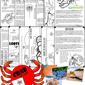 Learn all about crustaceans such as lobsters, crabs, krill, shrimp, and more with this fun, hands on and engaging science lesson for home, coop, classroom, or homeschoolers