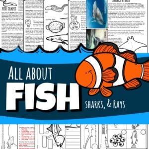 Fish for kids lesson plan filled with tons of fun information and facts including shape, camouflage, life cycles, label anatomy, tests, experiments on swim bladder / buoyancy, lateral lines, and more!