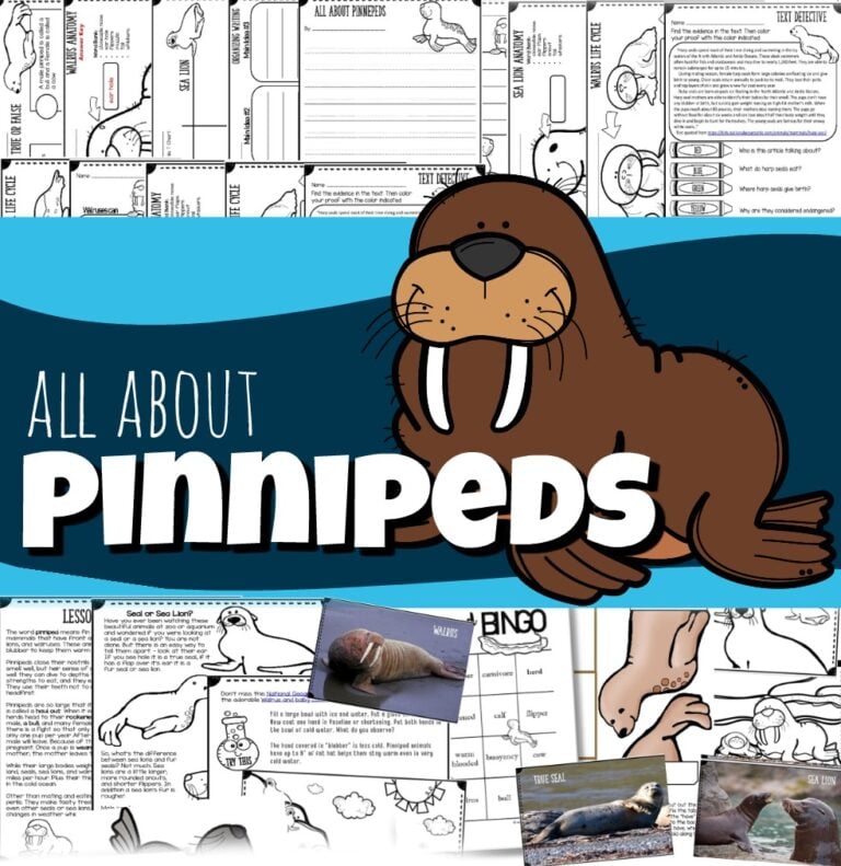 All About Pinnipeds for Kids – Seals, Sea Lions, & Walrus Worksheets