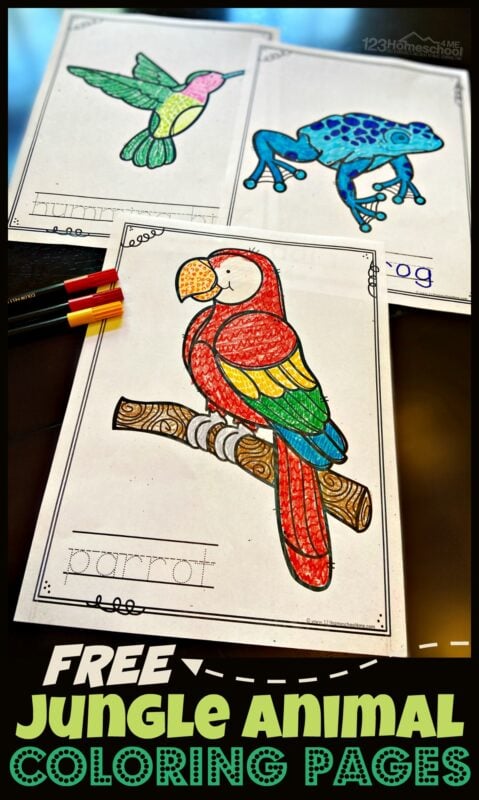 FREE Jungle Animal Coloring Pages - super cute, free printable, simple coloring pages for toddler, preschool, pre k, kindergarten, 1st grade, 2nd grade students. Color simple sheets filled with zoo animals like parrot, sloth, butterfly, ibis, crocodile, tiger, elephant, monkey, poinson dart frog, chameleon and more.