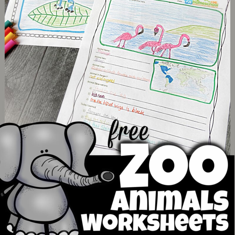 Zoo field trip worksheets to explore the zoo and learn about animals for kids!  Zoo animals worksheet pages plus zoo coloring pages for young kids too!