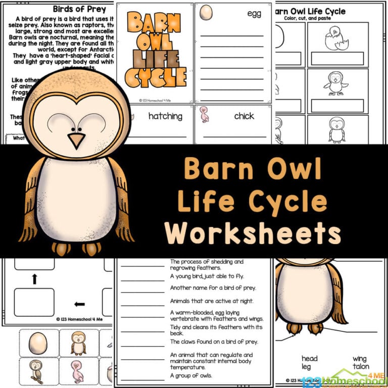 Learn about the barn owl life cycle with FREE farm animals worksheets! Use to study life on the farm, barn owls for kids, or alife cycles!