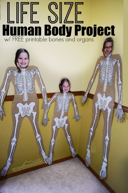 kids will have learning about the 206 bones in their body with this fun science projects for kids of all ages