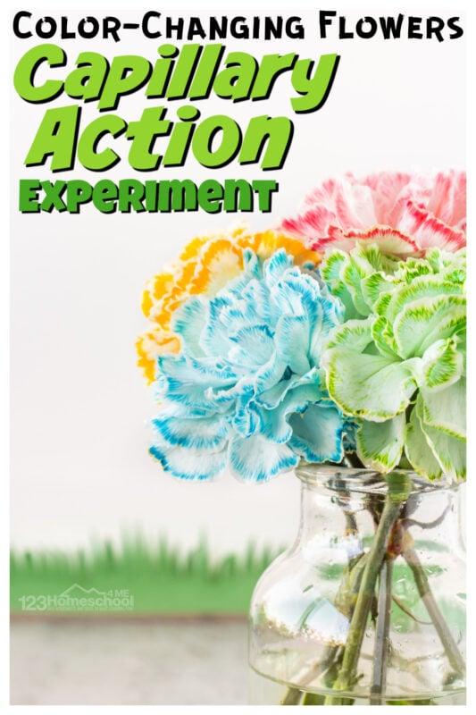 There are certain science projects that make you go WOW! This color changing flower activity is one of those! Children learn about capillary action for kids with this amazing, colorful flower experiment. Try this colour changing flower experiment with toddler, preschool, pre-k, kindergarten, first grade, 2nd grade, 3rd grade and 4th garders too. Simply print pdf file with food coloring flower experiment worksheet and you are ready to play and learn with flower science!