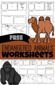 Children will love learning about these fascinating animals from around the world that are sadly endangered animals. Grab these free printable Endangered Animals Worksheets for kindergarten, first grade, 2nd grade, 3rd grade, 4th grade, 5th grade, and 6th grade students to make learning about animals fun and easy!  