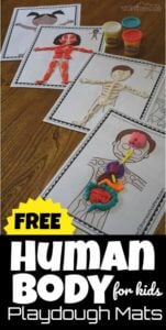 This fun hands-on human body for kids activity is such a fun way to learn about our amazing bodies! These free printable Human Body Playdough Mats are a fun way for kids of all ages to learn about what is inside our body. Children will make a play doh human body with these playdough mats to learn about our  bones, skeletal system, muscles, organs, play doh digestive system, and more! Use these playdough mats as part of a study of the human body for kids study with toddler, preschool, pre k, kindergarten, first grade, 2nd grade, and 3rd grade students. Kids will love that they can add the body parts to the free playdough mats making it a truly hands on science activity.