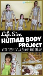 Help kids learn about what is under their skin with this fun, interactive, and hands on human body project for kids from toddler, preschool, pre k, kindergarten, first grade, 2nd grade, 3rd grade, 4th grade, 5th grade, and 6th grade students. This can be a simple life size human body project or use our free printable templates to add bones of the body, organ templates, and more. This engaging science project is EASY and LOW PREP too. 