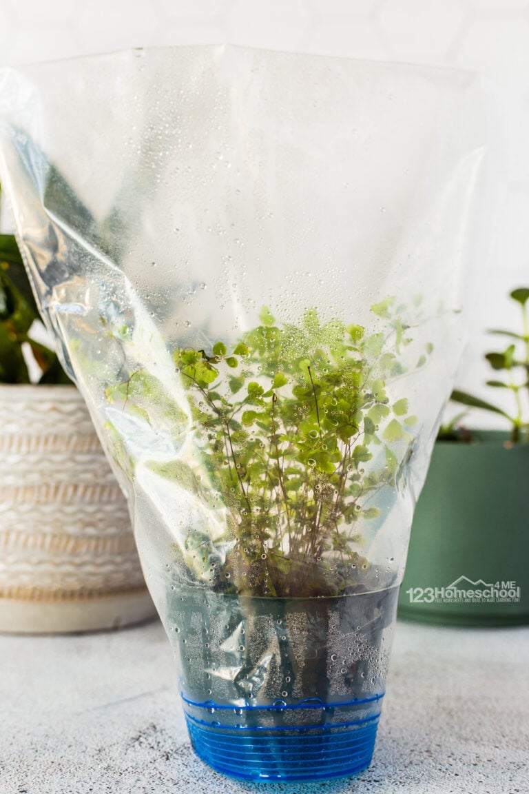 EASY Plants Transpiration Experiment for Kids with FREE Worksheet