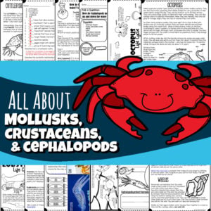 Worksheets and lesson on mollusks, crustaceans, and cephalopods for kids!