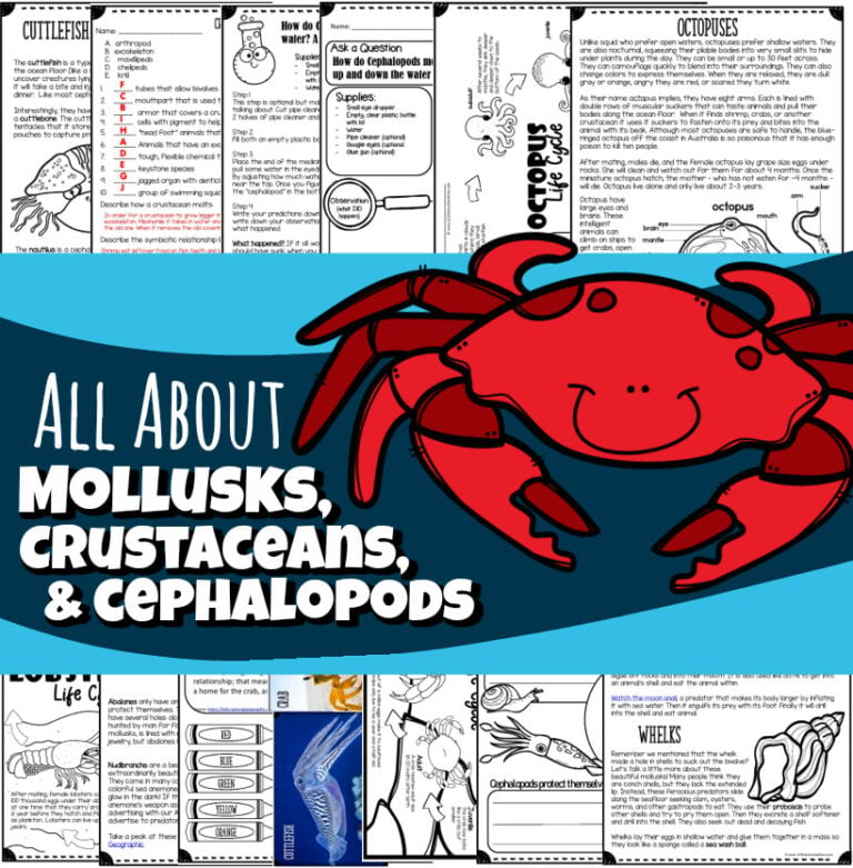 All About Crustaceans, Mollusks & Cephalopods for Kids