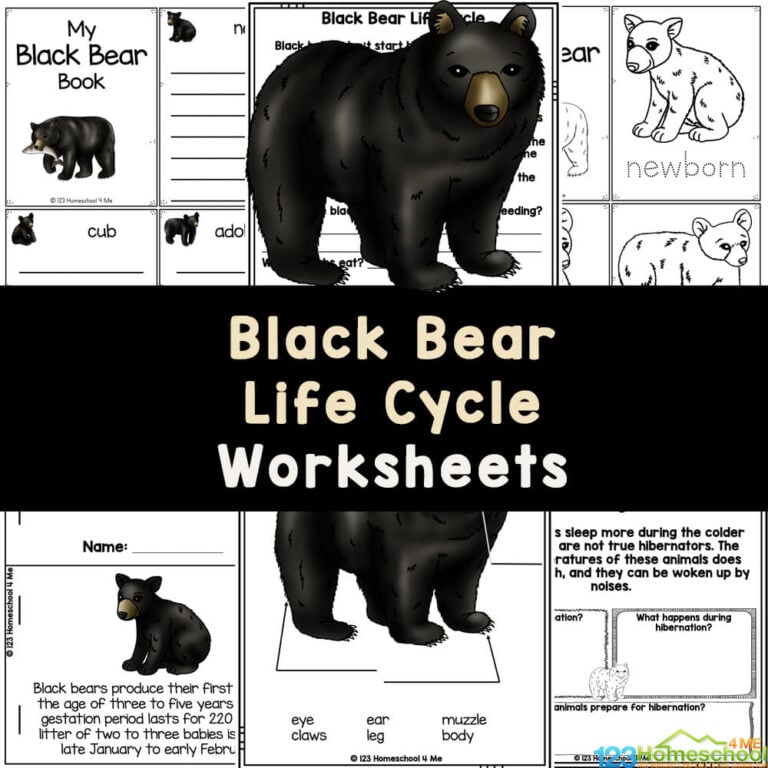 Learn about the black bear life cycle with these free printable worksheets: life cycle of a bear, facts for kids, habitat, hibernating, label the black bear, create a mini-book, research forms, report templates, and so much more!