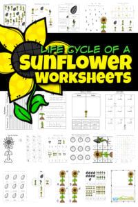 One of my favorite things about summer are all the pretty flowers growing everywhere. And no flower stands out like the tall, cheery sunflower! Learn about flower life cycles in this life cycle of a sunflower worksheet pack with over 65 pages! Not only are there sunflower life cycle worksheet choices, but sunflower worksheets to practice math, and liteary skills such as alphabet matching, tracing letters, counting, subtracting, singular / plural, graphing, telling time, and so much more with preschool, pre-k, kindergarten, and first grade students. Simply print pdf file with flower worksheets and you are ready to play and learn with these life cycle worksheets.