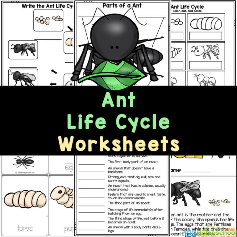 Life Cycle of an Ant Worksheets