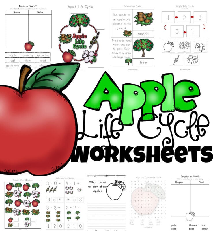 Life cycle of an apple tree worksheet