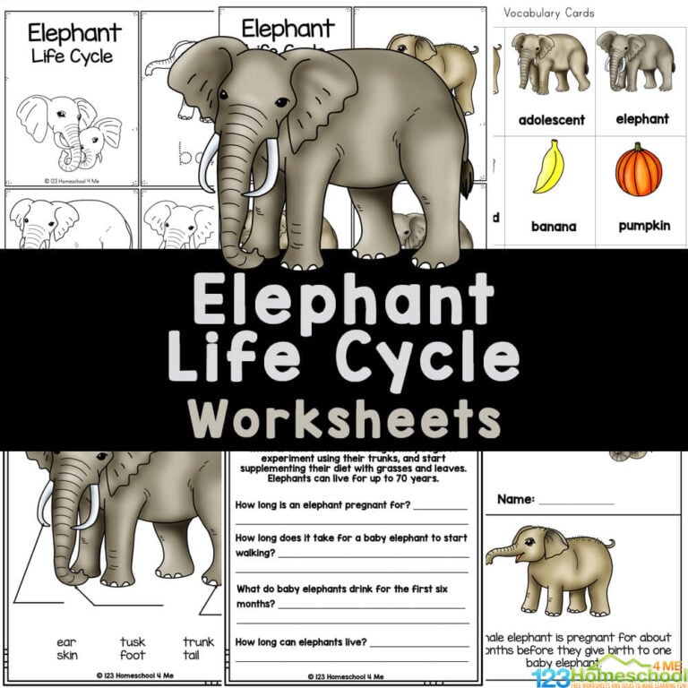 Life Cycle of an Elepant FREE Worksheets