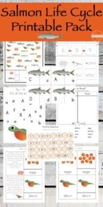 FREE Life Cycle of Salmon Worksheets for preschool, prek, kindergarten, first grade, 2nd grade, and 3rd grade students including not only life cycle information, but uppercase / lowercase salmon matching puzzles, salmon counting, letter find, and so much more! 67 pages!!! LOW PREP! #lifecycle #science #kindergarten