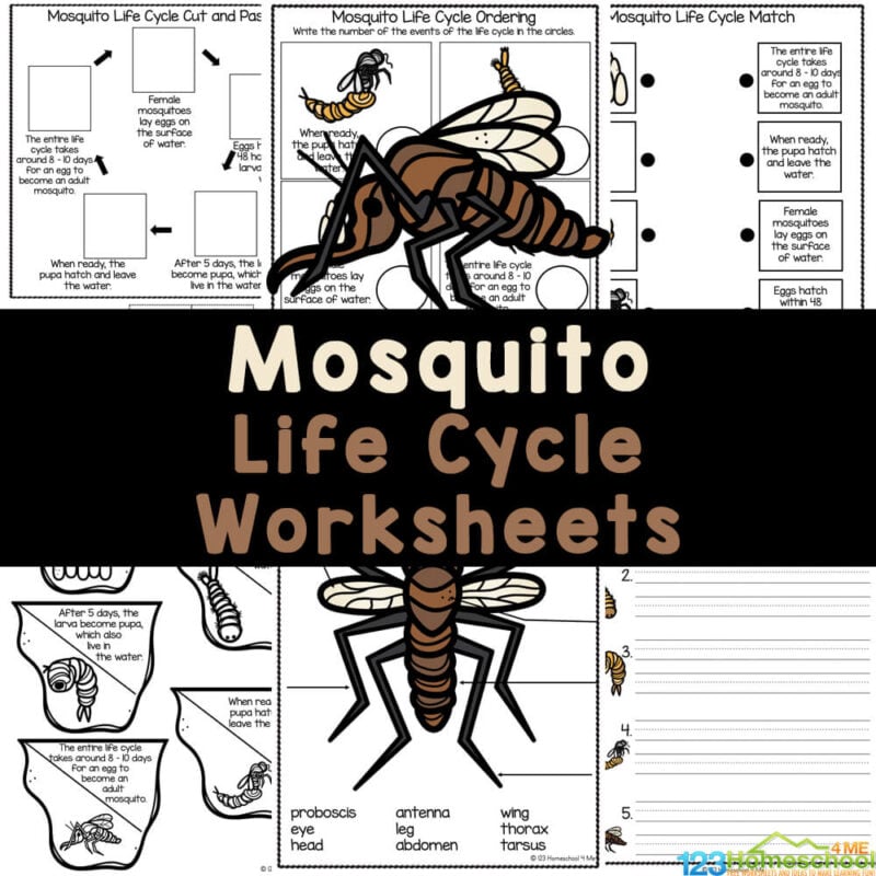 Learn about the life cycle of a mosquito, with fun and free printable mosquito worksheets. Perfect for an insect or summer activity.