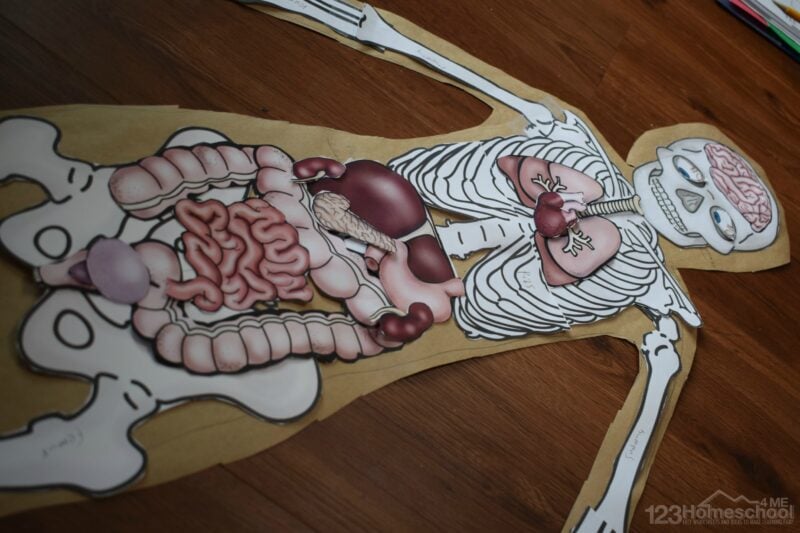 learn about the organs in the body for kids with this clever and outrageously fun activity