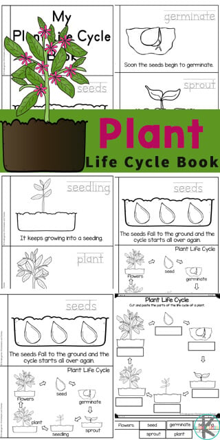 Plant Life Cycles for kids