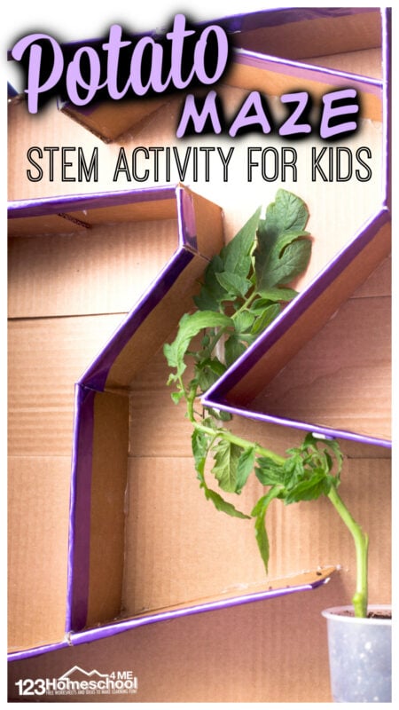 Your kids love mazes, but they've never seen something as incredibly COOL as this  maze potato! This potato maze will blow kids away as they watch potatoes grow, learn about plants and their need to head towards the light. This plant activity for kids is perfect for spring or summer learning. All you need to try stem activities are a few items you probabaly have around the house to try this plant experiments for kids from preschool, kindergarten, pre-k, first grade, 2nd grade, and 3rd graders too!