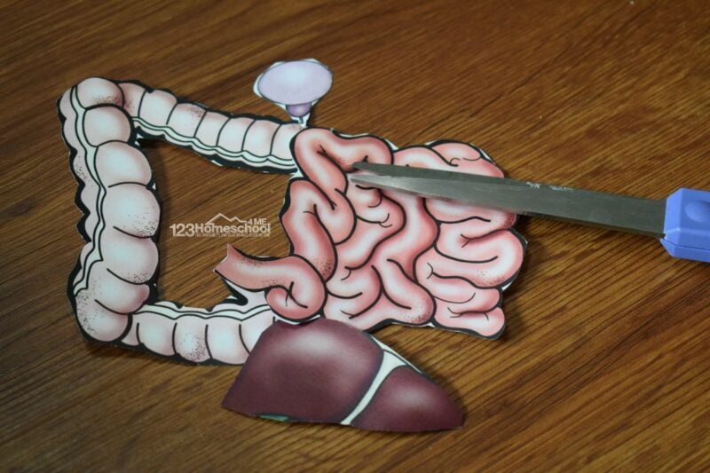 grab these free printable human body parts for kids to learn where major organs go