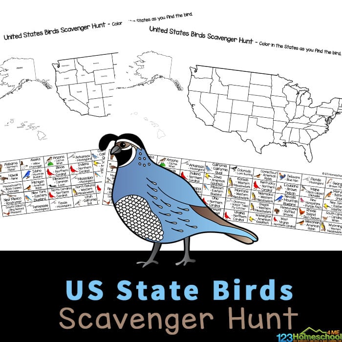 Go bird watching and learn about USA state symbols with this printable bird scavenger hunt. Includes printable US map with state bird list.