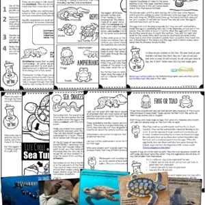sea turtles, sea snakes, frogs, toads, and salamander facts for kids in a fun printable lesson