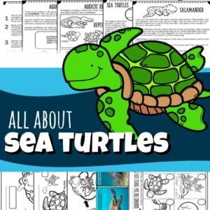 All About Sea Turtles