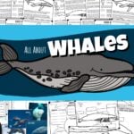 All About Whales and Dolphins lesson for kids. Printable information, facts, worksheets, label the whale, whale life cycle and more!