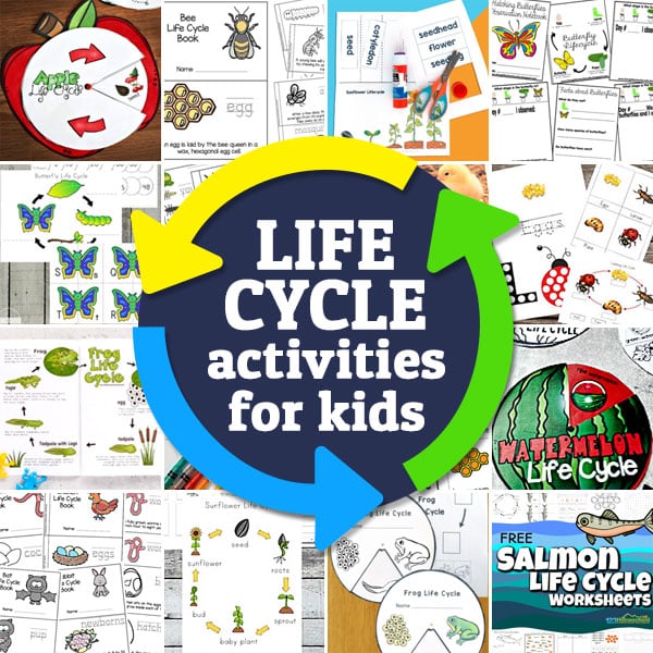Teach kids about 30 Life Cycles – FREE Life Cycle Worksheets